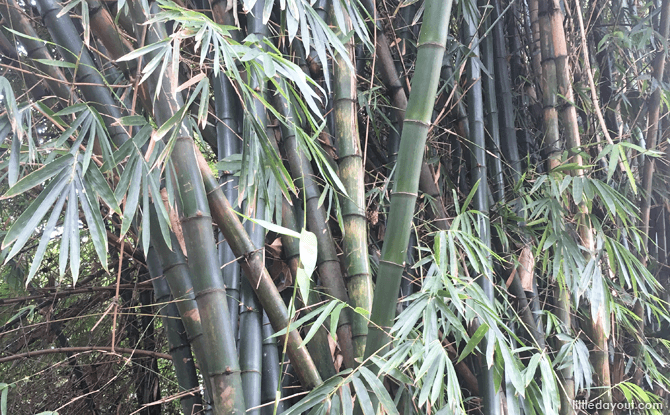 Bamboo Grove at Rumah Tinggi Eco Park