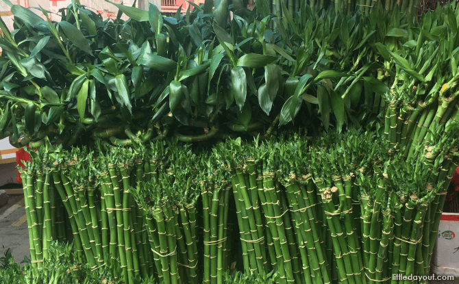 Lucky bamboo