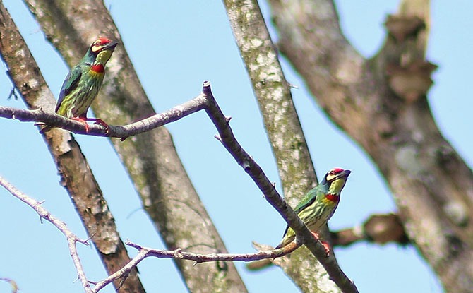 Barbets