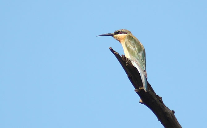 Bee eater