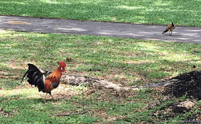 Chickens at Pasir Ris