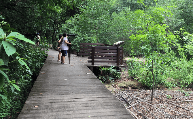 Mangrove Boardwalk at Pasir Ris Park