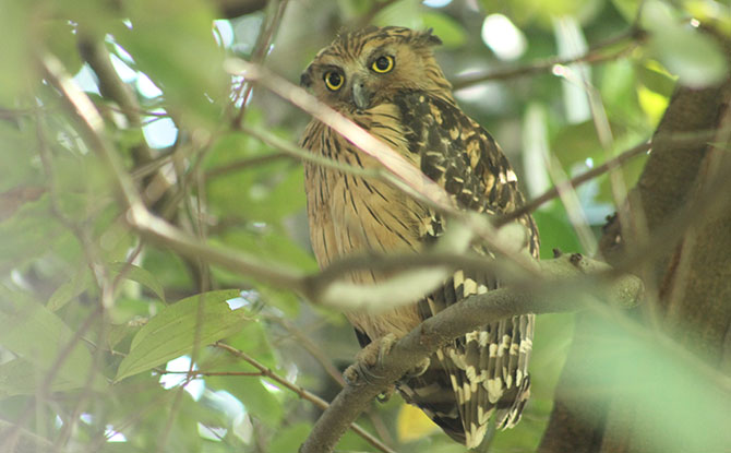 Buffy Fish Owl