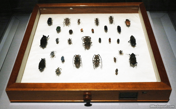 Specimens of beetles collected by Alfred Wallace