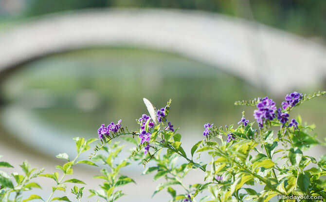 Butterflies in the park