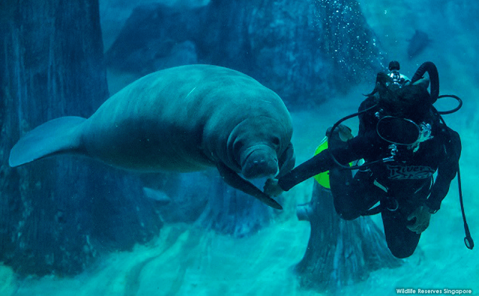 Canola’s favourite aquarist, Doris Su, leading the birthday girl by her right flipper to the specially constructed cabbage cake. Canola has grown to be an affectionate manatee, often asking aquarists for belly rubs by turning belly up.