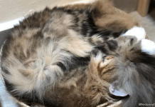 Meomi Cat Café: Where The Cool Cats Hang Out Meomi Cat Café