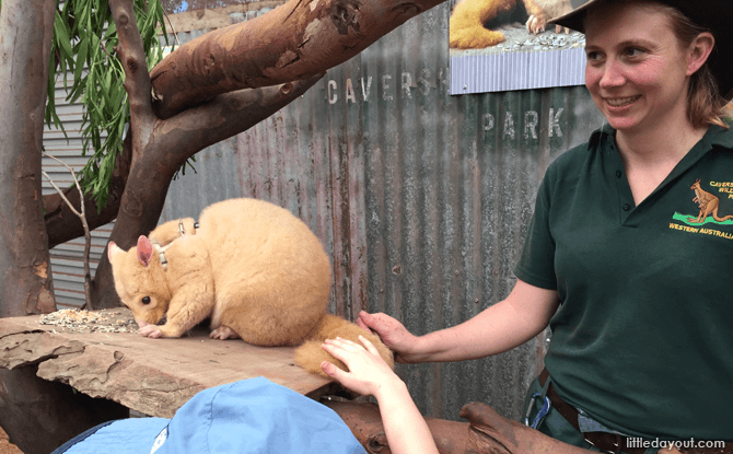 Meet animals at Caversham Wildlife Park