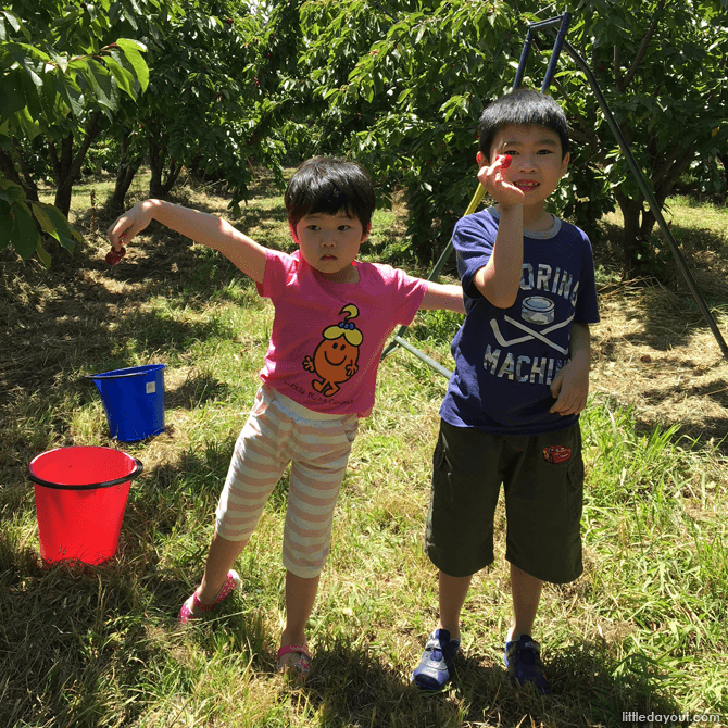 Pick Your Own Fruit at an Orchard - Family Friendly Things To Do in Sydney