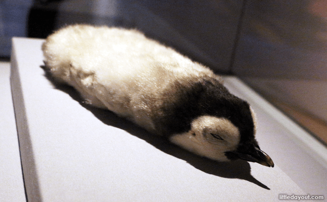 Skin of an emperor penguin chick