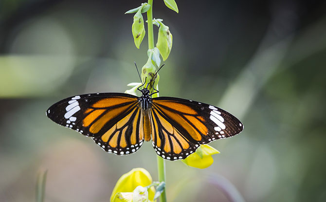 Hunt for Tiger Butterflies