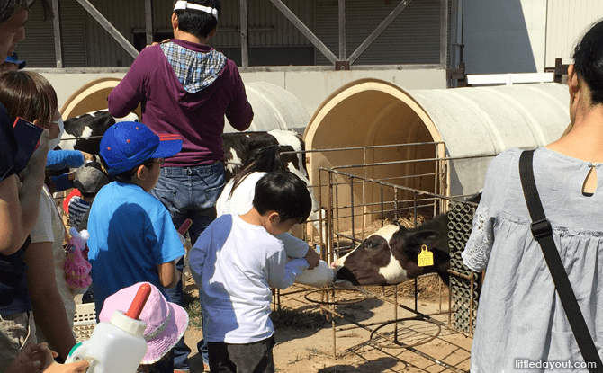 Feeding the cows at Sapporo Satoland