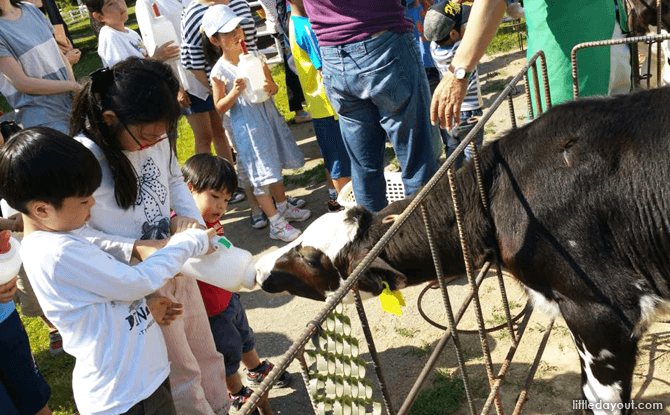 Feeding a cow, Sapporo Satoland
