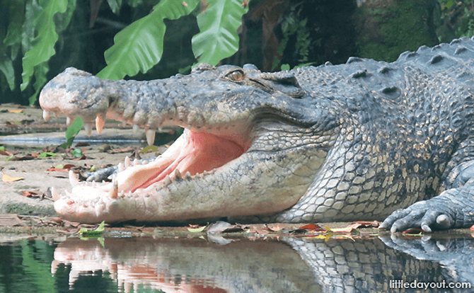 Crocodile at Sungei Buaya, Singapore Zoo
