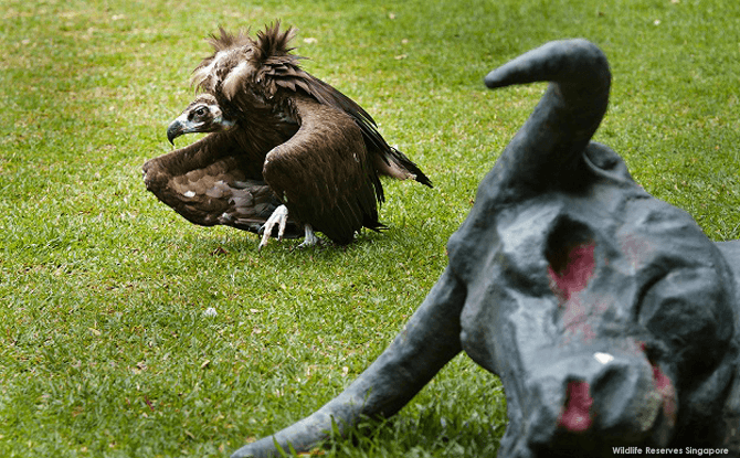 The Cinereous vulture is one of the heaviest birds of prey in the world, capable of reaching up to 10 kg.