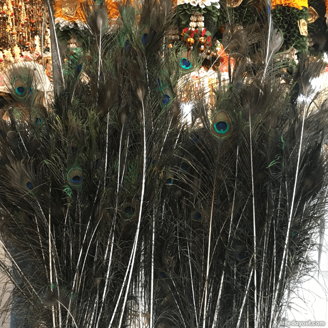 Peacock tail feathers