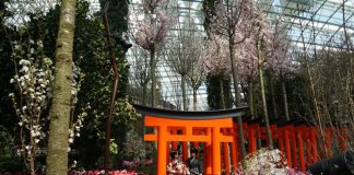 Sakura Matsuri: Cherry Blossoms at Gardens by the Bay 2018