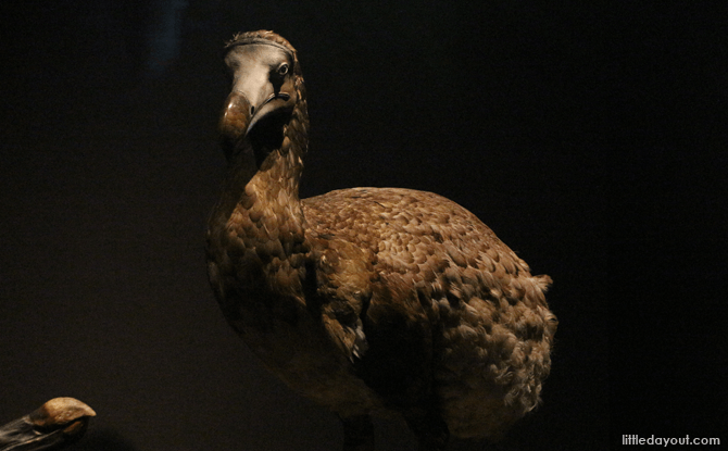 A model of a Dodo