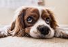 International Dog Day: 10 Of Our Favourite Dog Quotes (And Cute Dog Pics too) PetExpo