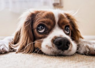 International Dog Day: 10 Of Our Favourite Dog Quotes (And Cute Dog Pics too) PetExpo