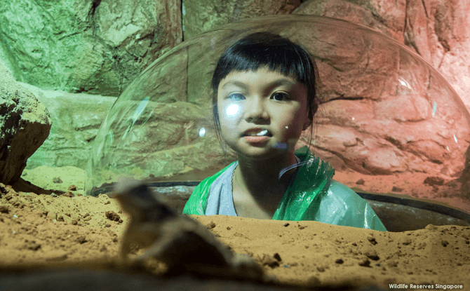 Kid-friendly Things to Do at RepTopia, Singapore Zoo