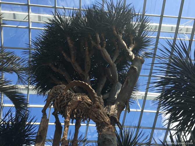 Dragon Tree