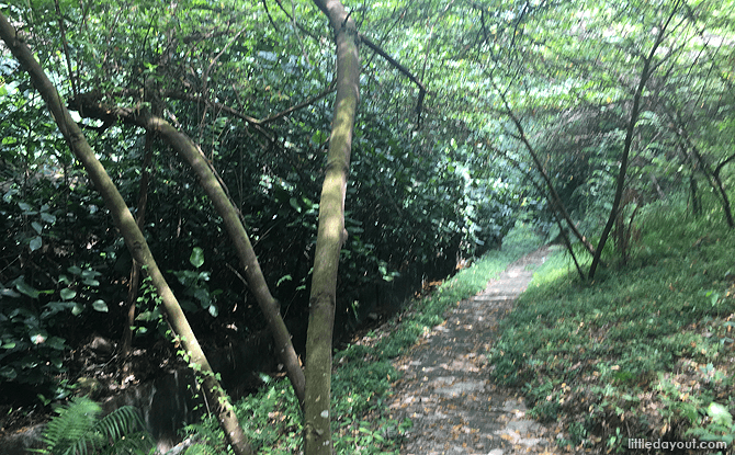 Earth Trail beneath the Forest Walk