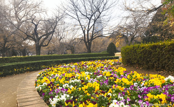 Flower bed at the English Landscape Garden