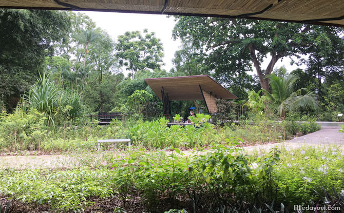 Ethnobotany Garden, Singapore Botanic Gardens