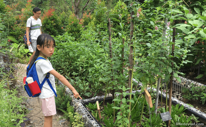 Exploring the Farm at Jacob Ballas Children's Garden Extension