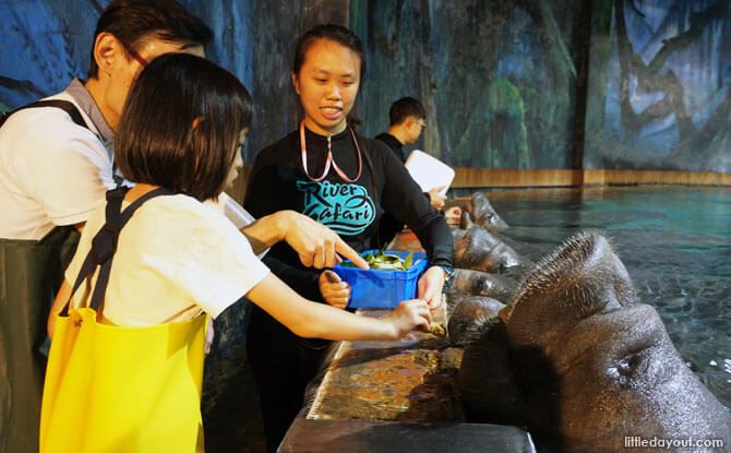 Feeding Manatees