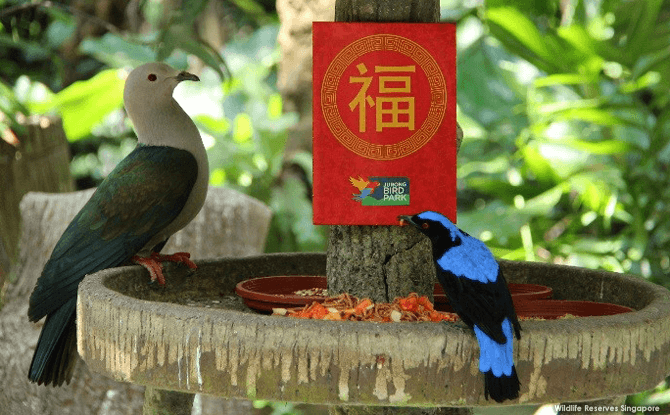 Festive enrichments at Jurong Bird Park for Chinese New Year 2018