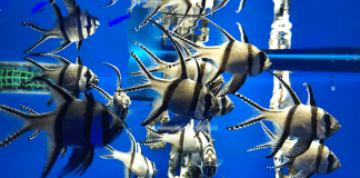Sea Creatures at Aquaria KLCC, Aquarium at Kuala Lumpur Convention Centre