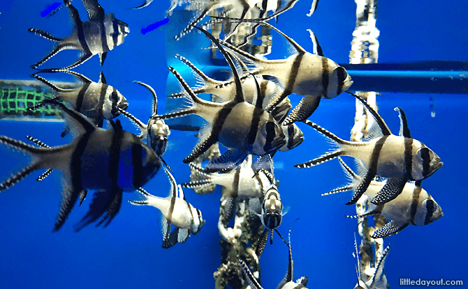 Sea Creatures at Aquaria KLCC, Aquarium at Kuala Lumpur Convention Centre