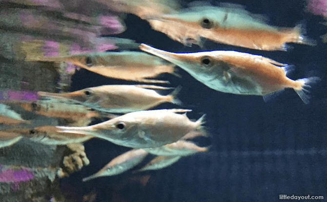 Fish on display at AquariaKLCC