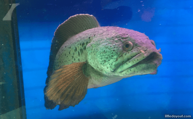 Fish at Mainland Tropical Fish Farm, Pasir Ris