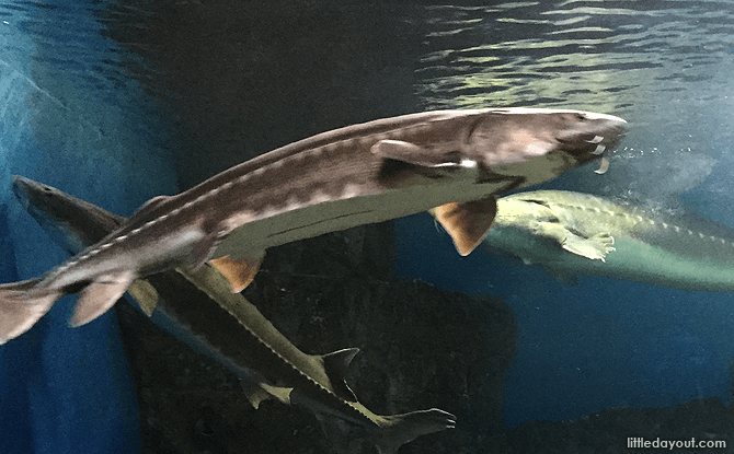 Otaru Aquarium, Hokkaido, Japan