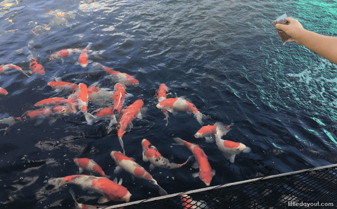 Fish feeding at Mainland Tropical Fish Farm