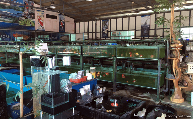 Fish tank area at Mainland Tropical Fish Farm