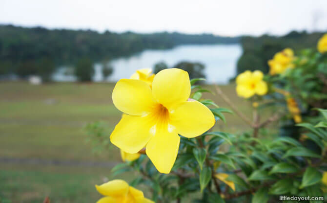 Flowers along the Upper Peirce Reservoir Dam