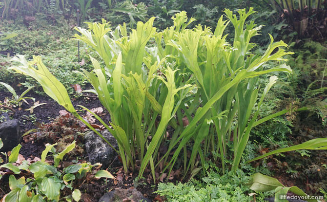 Interesting leaves at Foliage Garden