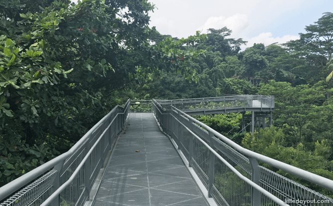 Forest Walk