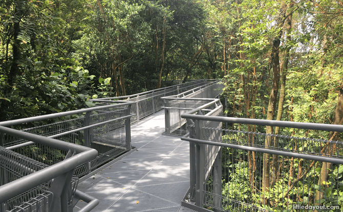 Forest Walk, part of Southern Ridges Walk