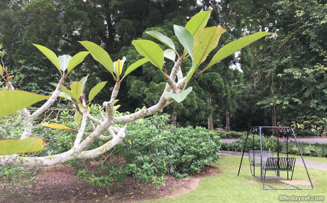 Frangipani Garden