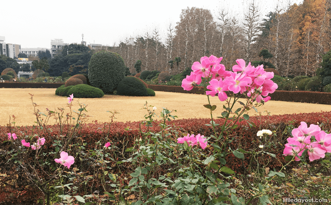 Roses at the French Formal Garden