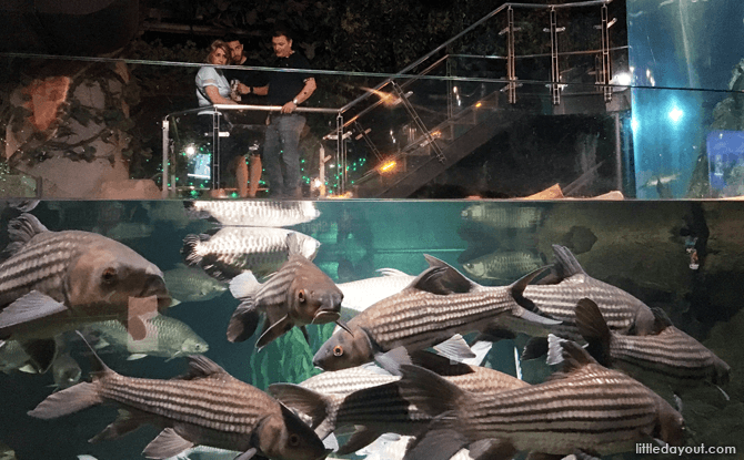 Freshwater exhibit at KLCC Aquarium