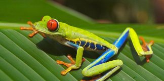 40+ Frog Jokes & Puns For A Hopping Good Laugh
