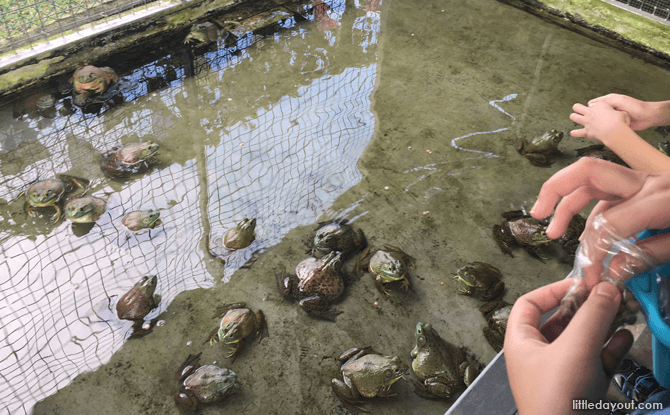 Frogs at Farmart Animal Corner