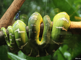 63 Snake Jokes & Puns That Are Simply Hiss-terical