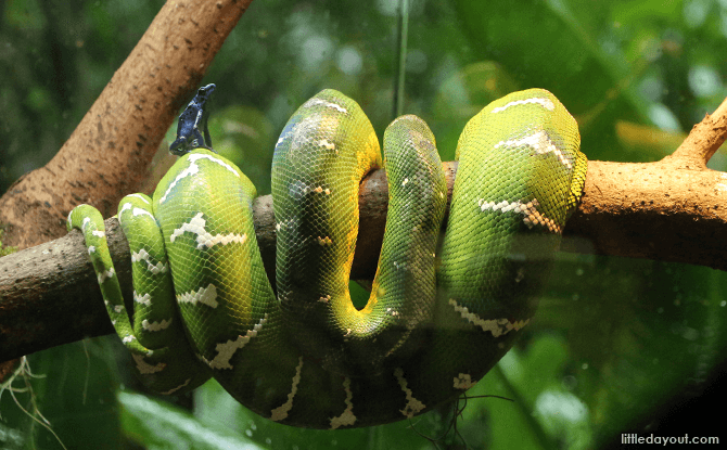 A frog and a snake co-exisit in this exhibit at RepTopia